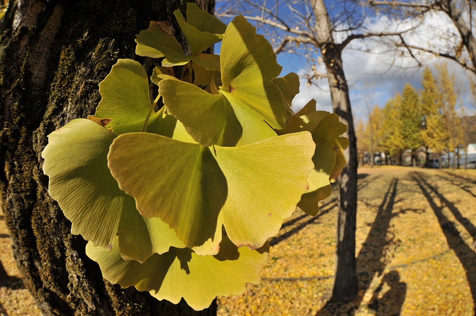 arbol de ginkgo biloba