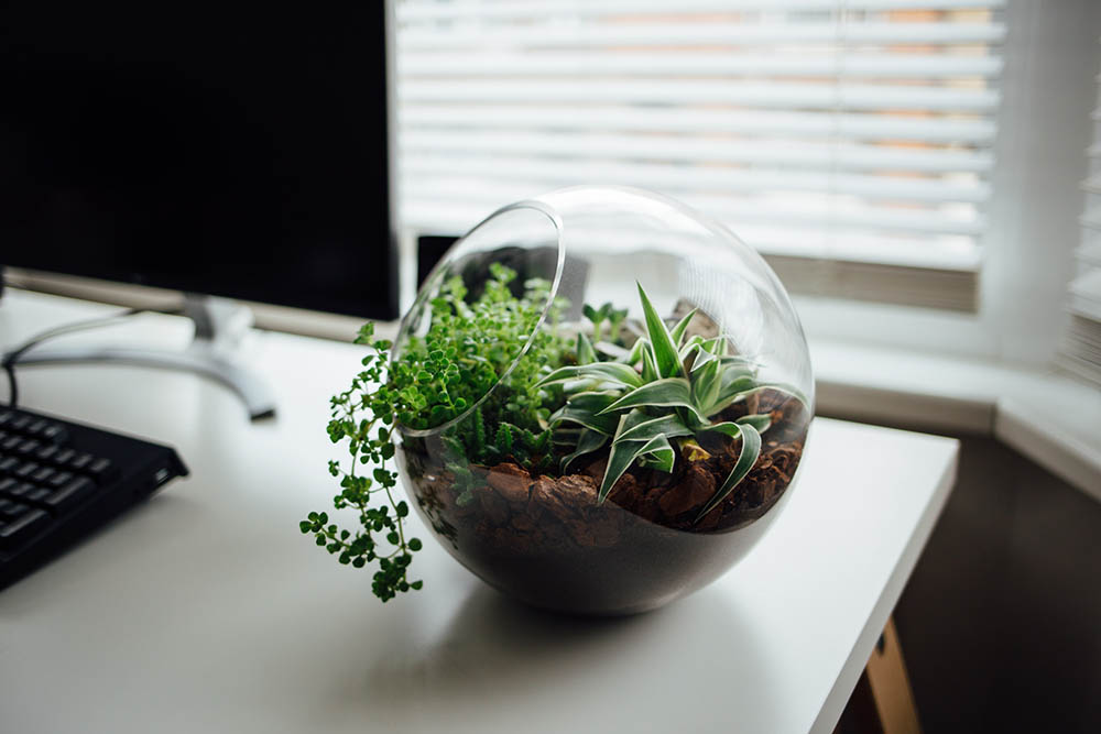 terrario, plantas de interior