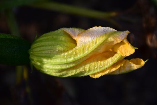 flor de calabaza deliciosos platillos