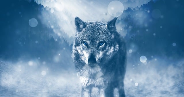 Lobo audaz - tótem animal