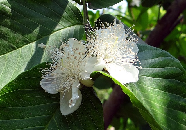 Flor de la guayaba