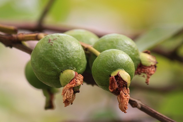 Beneficios de la guayaba