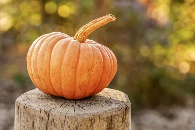 Beneficios de comer calabazas