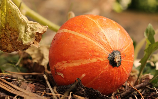 Siembra de calabazas
