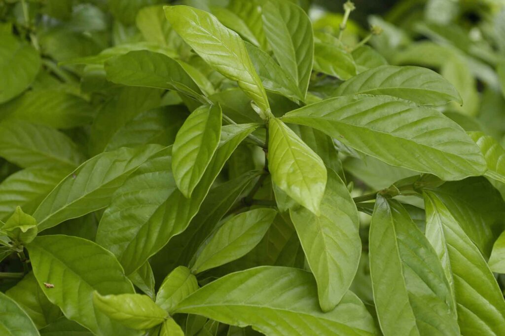 Poderes de la ayahuasca del Amazonas