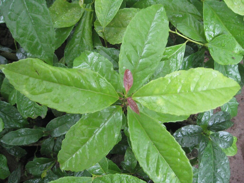 Guayusa: La hoja sagrada