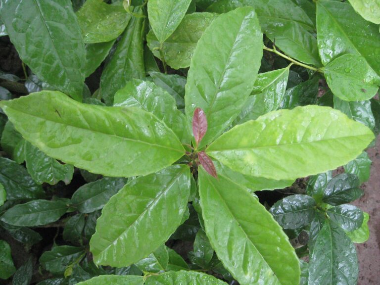 Guayusa: La hoja sagrada