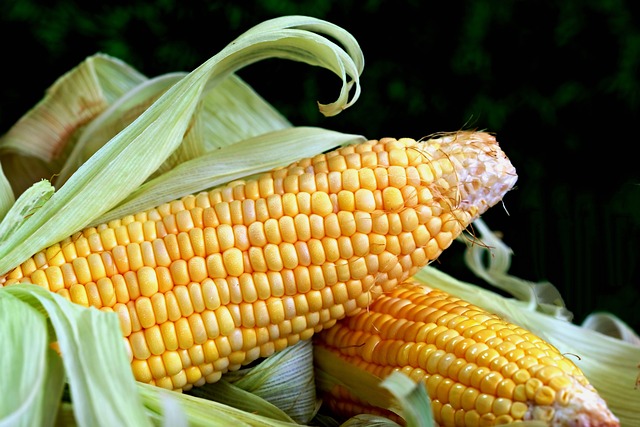 Dieta tradicional rica en plantas