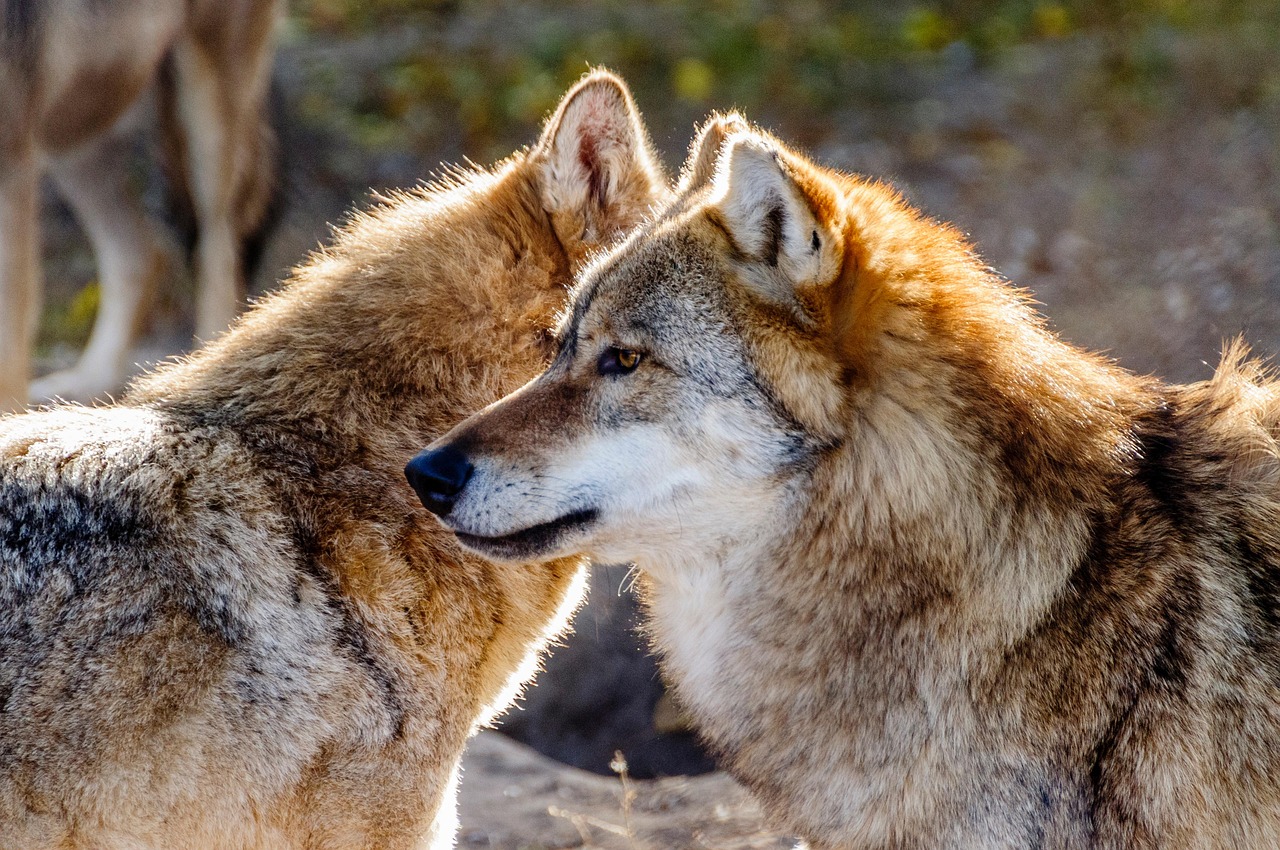 Bestias, pétalos y raíces