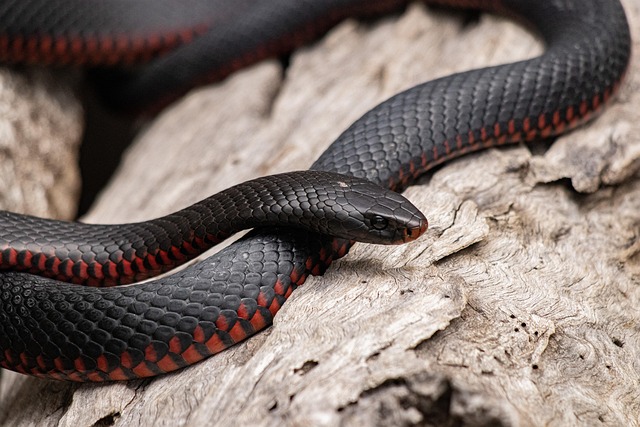 La serpiente: renovación, sabiduría y energía vital